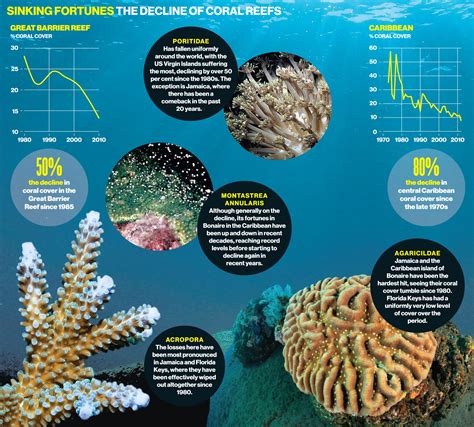 Coral Reefs: The Magical Platform Supporting Local Communities
